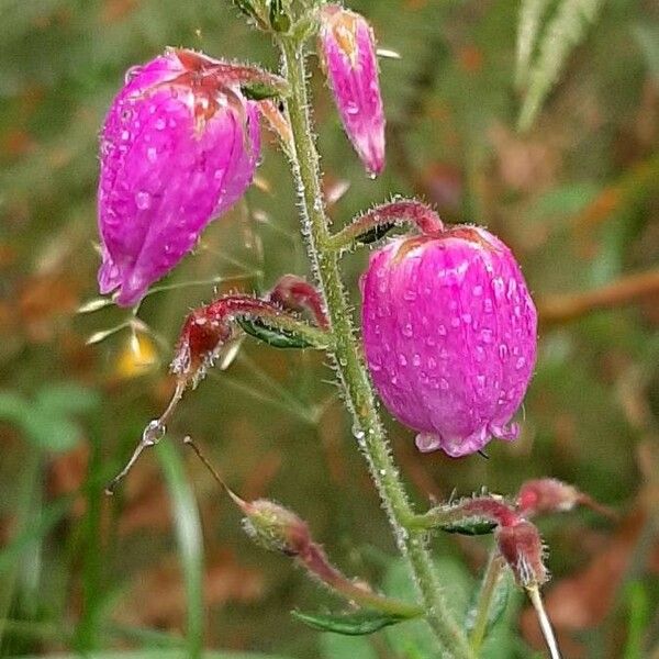 Daboecia cantabrica Blomma