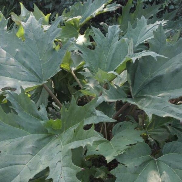 Rheum palmatum Leaf