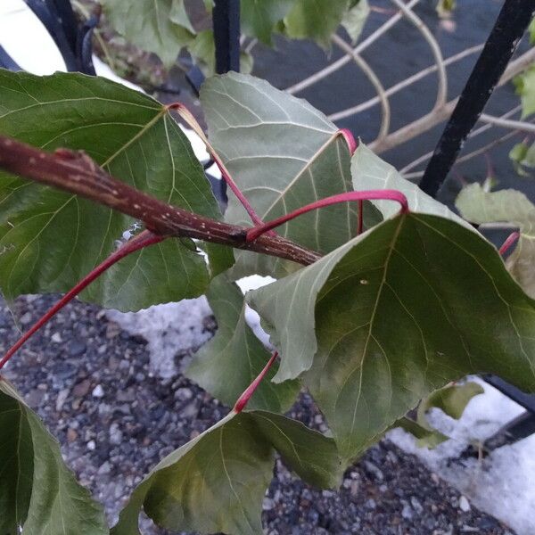 Populus nigra Bark