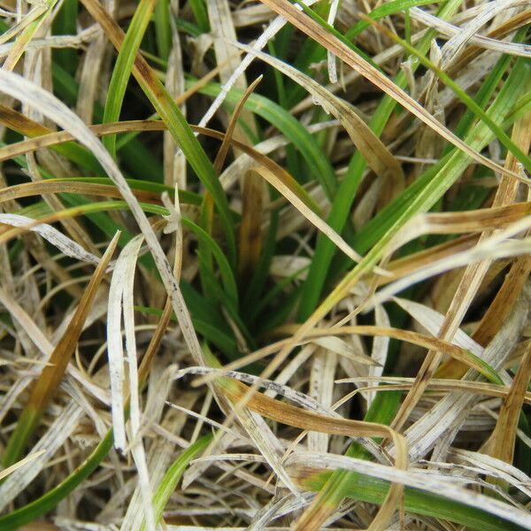 Carex bigelowii برگ