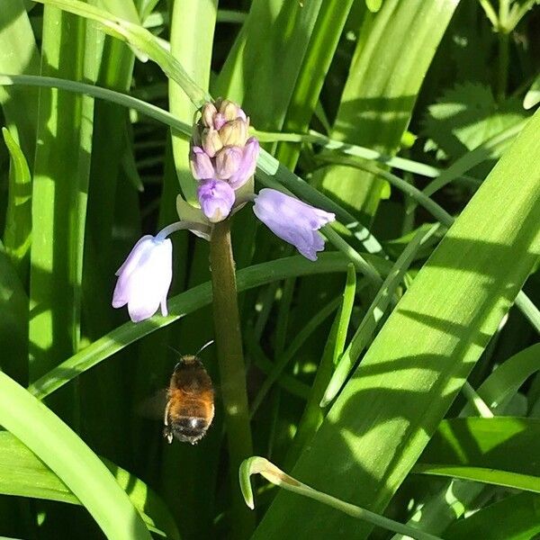 Hyacinthoides hispanica ᱵᱟᱦᱟ