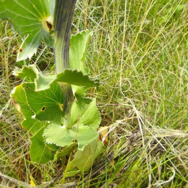 Eryngium planum Liść