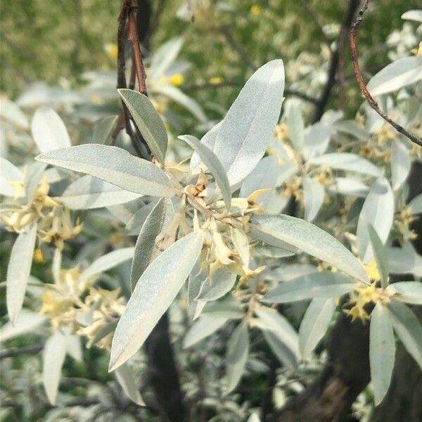 Elaeagnus angustifolia 叶