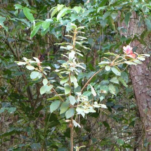 Rhododendron oldhamii Habit