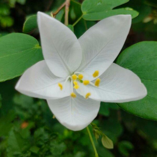 Bauhinia acuminata 花