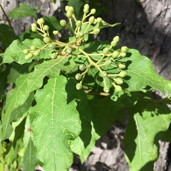 Vernonia colorata Habit