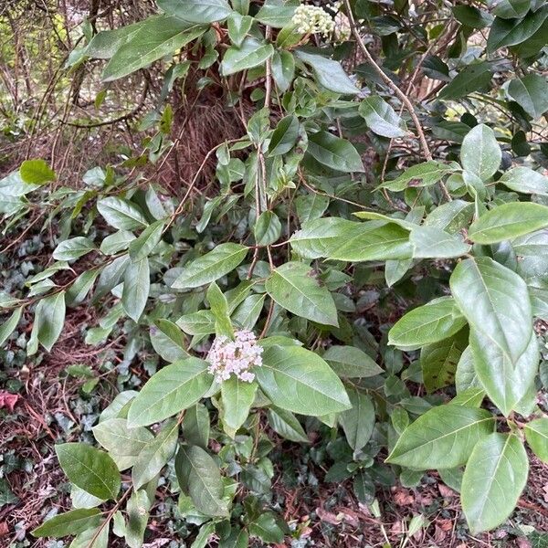 Viburnum tinus Habit