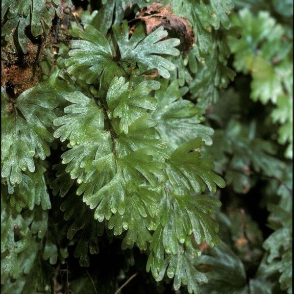 Hymenophyllum flabellatum Leaf