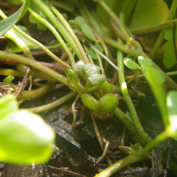 Marsilea minuta Frukt