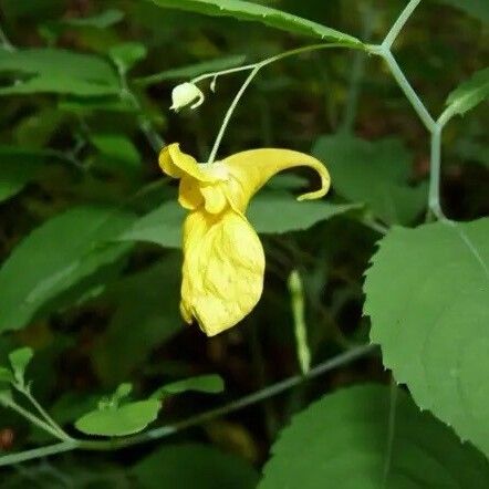 Impatiens noli-tangere Cvet