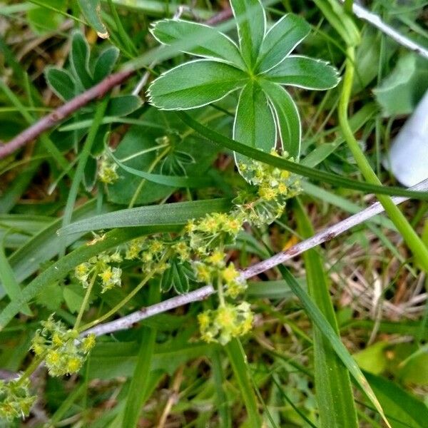 Alchemilla saxatilis Φύλλο