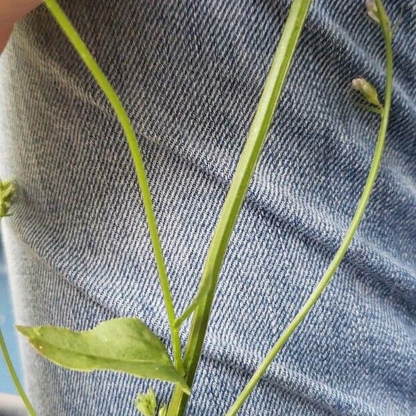 Lobelia spicata Rhisgl