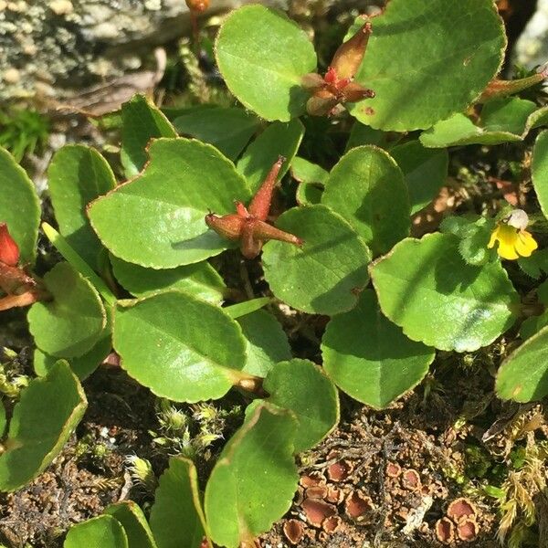 Salix herbacea Други