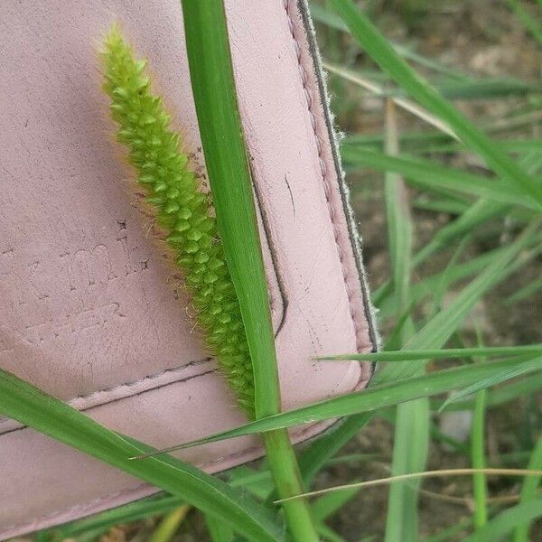 Carex rostrata Virág