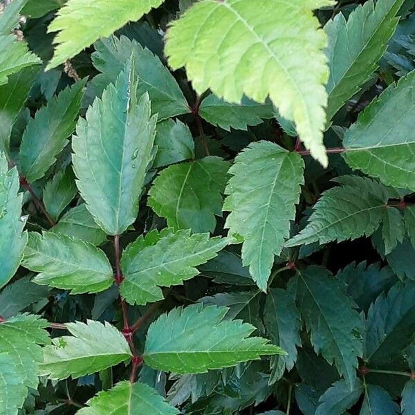 Astilbe japonica Leaf