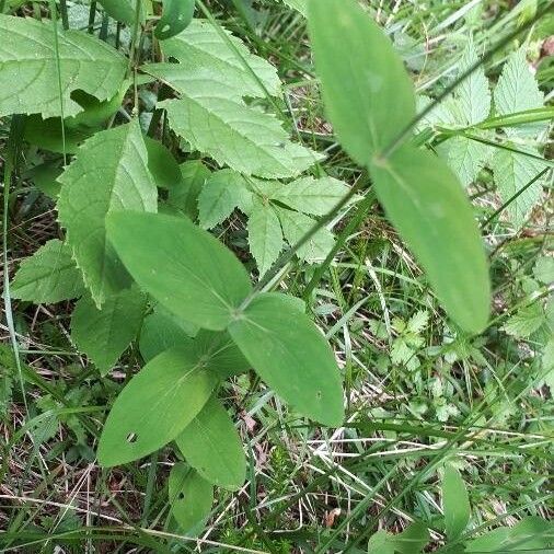 Hypericum montanum Foglia