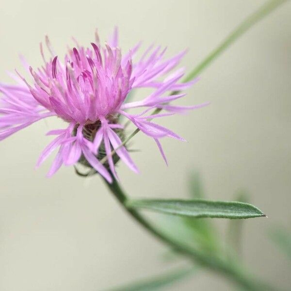 Centaurea stoebe Flower