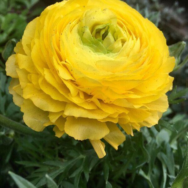 Ranunculus asiaticus Kvet