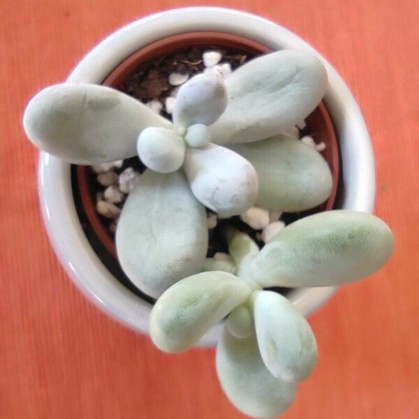 Pachyphytum oviferum Blad