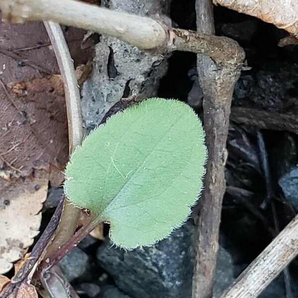 Veronica officinalis Blad