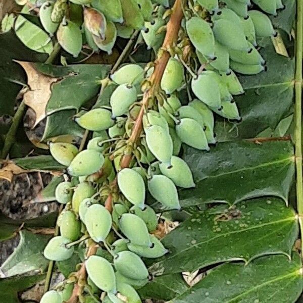 Berberis bealei Fruit