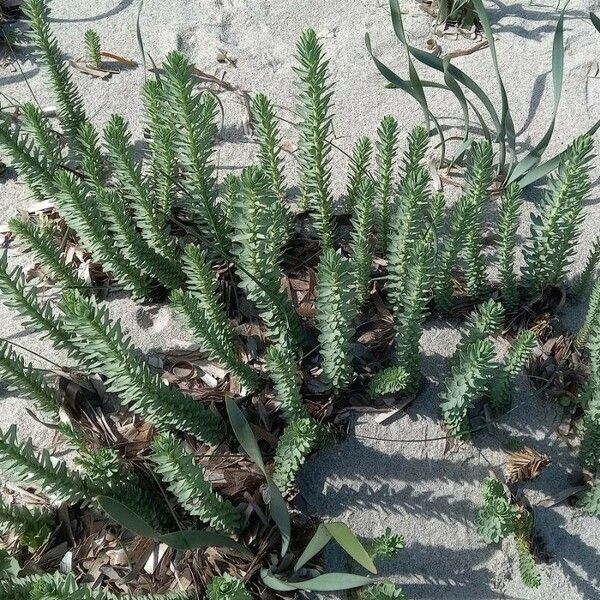 Euphorbia paralias Leaf