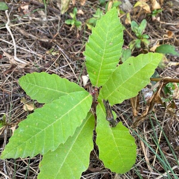 Castanea sativa Feuille