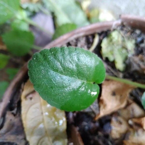 Dorstenia brasiliensis पत्ता