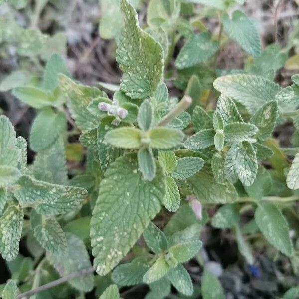 Nepeta cataria Foglia