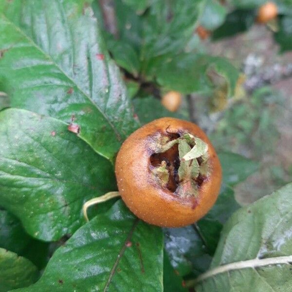 Mespilus germanica Frucht