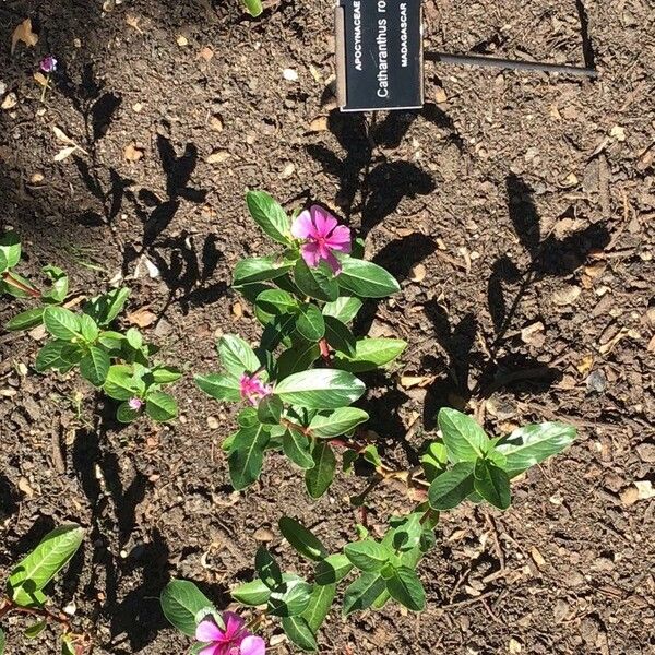 Catharanthus roseus Flower