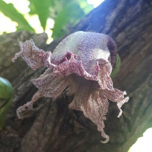 Crescentia alata Flower