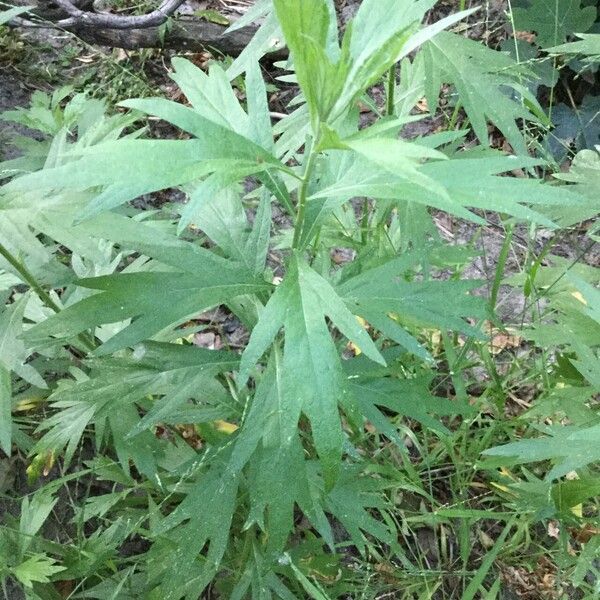 Artemisia vulgaris Blatt