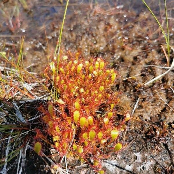 Drosera anglica Virág