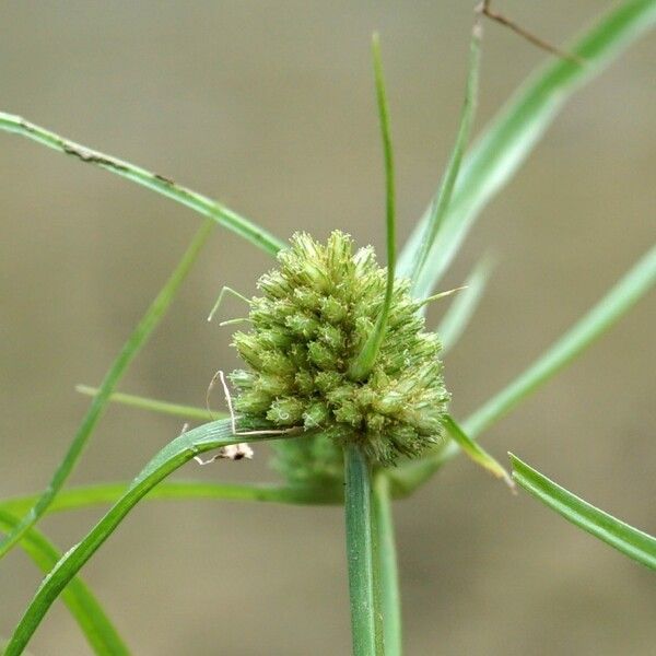 Cyperus michelianus Kvet