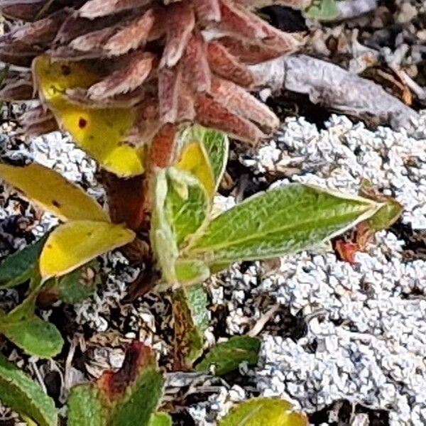 Salix petrophila Hoja