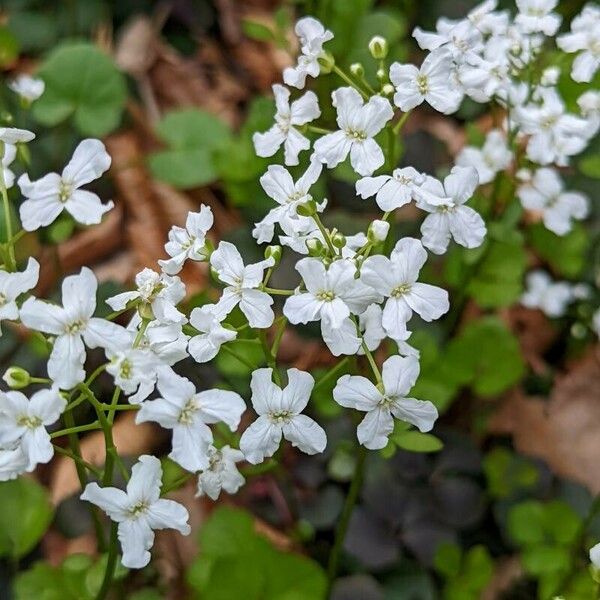 Cardamine trifolia Õis