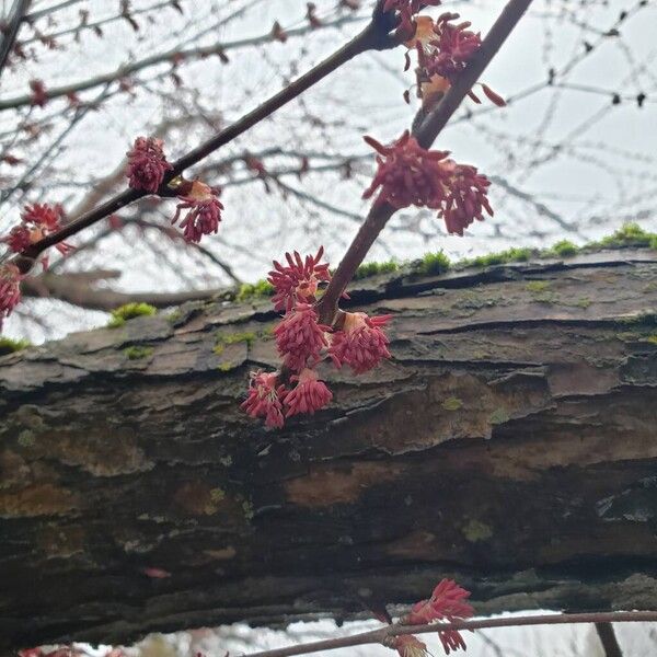 Cercidiphyllum japonicum Kwiat