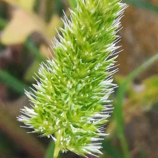 Rostraria cristata 花