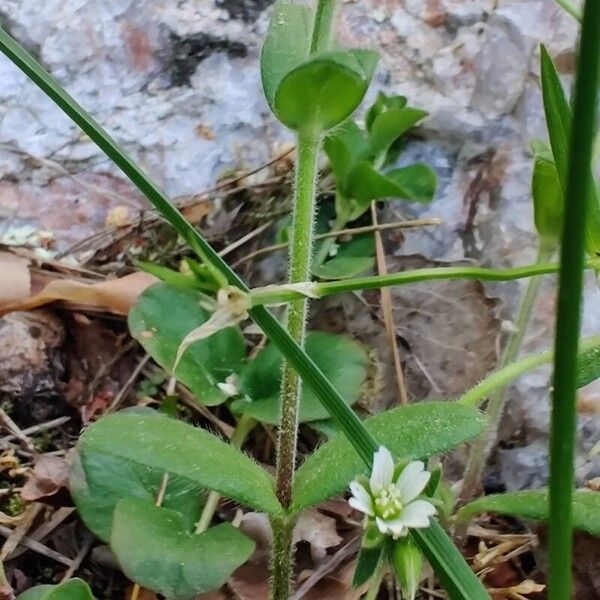 Cerastium holosteoides Leaf