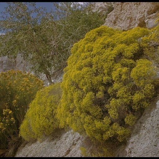 Eriogonum corymbosum Хабит