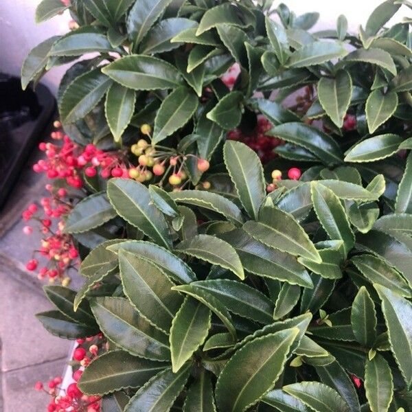 Ardisia crenata برگ