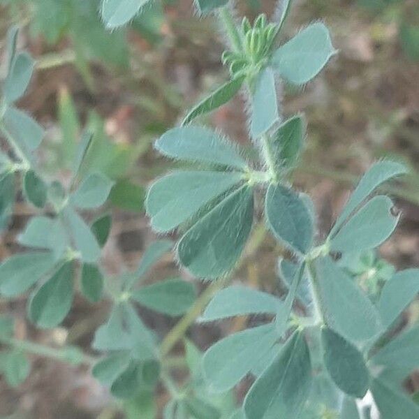 Lotus hirsutus Blad