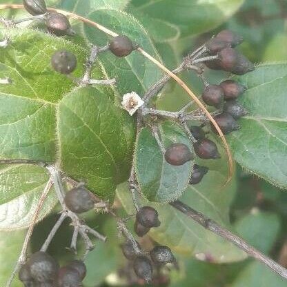 Viburnum tinus Froito