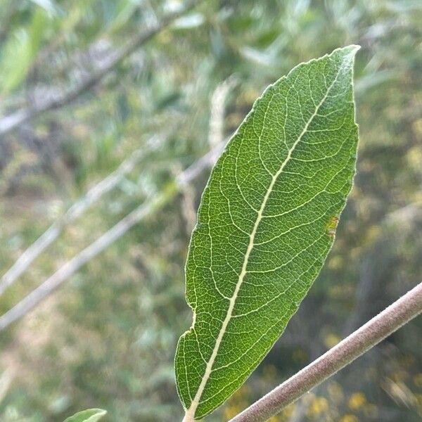 Salix salviifolia Hostoa