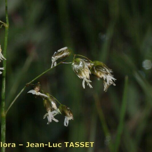 Hierochloe odorata Flower