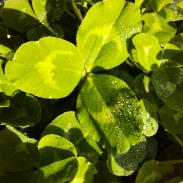 Trifolium pratense 叶