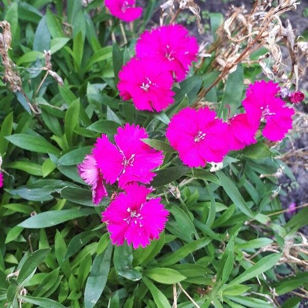 Dianthus chinensis ফুল