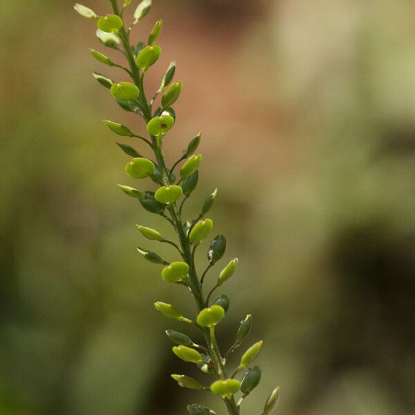 Lepidium bonariense Φρούτο