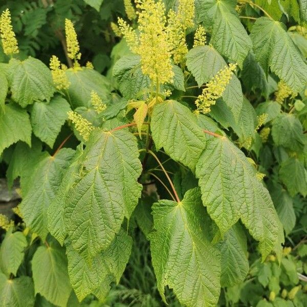 Acer spicatum Flor